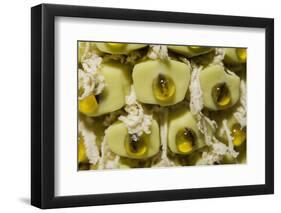 Swiss Cheese Plant (Monstera Deliciosa) in Flower, Close Up of Spadix-Georgette Douwma-Framed Photographic Print