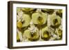 Swiss Cheese Plant (Monstera Deliciosa) in Flower, Close Up of Spadix-Georgette Douwma-Framed Photographic Print