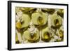 Swiss Cheese Plant (Monstera Deliciosa) in Flower, Close Up of Spadix-Georgette Douwma-Framed Photographic Print