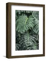 Swiss Cheese Plant-Jim Engelbrecht-Framed Photographic Print