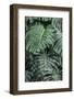 Swiss Cheese Plant-Jim Engelbrecht-Framed Photographic Print