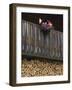 Swiss Flag and Flower Pot, Binn, Wallis, Switzerland-Rolf Nussbaumer-Framed Photographic Print