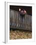 Swiss Flag and Flower Pot, Binn, Wallis, Switzerland-Rolf Nussbaumer-Framed Photographic Print