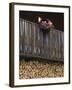 Swiss Flag and Flower Pot, Binn, Wallis, Switzerland-Rolf Nussbaumer-Framed Photographic Print