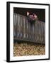 Swiss Flag and Flower Pot, Binn, Wallis, Switzerland-Rolf Nussbaumer-Framed Photographic Print