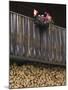 Swiss Flag and Flower Pot, Binn, Wallis, Switzerland-Rolf Nussbaumer-Mounted Photographic Print