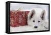 Swiss White Shepherd Dog with Gift-Wrapped Present-null-Framed Stretched Canvas