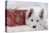 Swiss White Shepherd Dog with Gift-Wrapped Present-null-Stretched Canvas