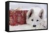 Swiss White Shepherd Dog with Gift-Wrapped Present-null-Framed Stretched Canvas