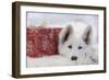 Swiss White Shepherd Dog with Gift-Wrapped Present-null-Framed Photographic Print