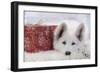 Swiss White Shepherd Dog with Gift-Wrapped Present-null-Framed Photographic Print