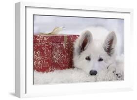 Swiss White Shepherd Dog with Gift-Wrapped Present-null-Framed Photographic Print