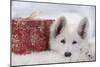 Swiss White Shepherd Dog with Gift-Wrapped Present-null-Mounted Photographic Print
