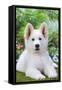 Swiss White Shepherd Dog-null-Framed Stretched Canvas