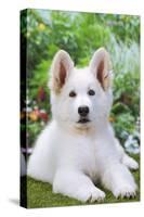 Swiss White Shepherd Dog-null-Stretched Canvas