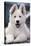 Swiss White Shepherd Dog-null-Stretched Canvas