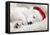 Swiss White Shepherd Dog-null-Framed Stretched Canvas