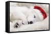 Swiss White Shepherd Dog-null-Framed Stretched Canvas