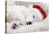 Swiss White Shepherd Dog-null-Stretched Canvas