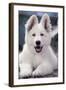 Swiss White Shepherd Dog-null-Framed Photographic Print