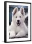 Swiss White Shepherd Dog-null-Framed Photographic Print