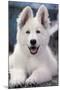 Swiss White Shepherd Dog-null-Mounted Photographic Print