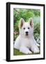 Swiss White Shepherd Dog-null-Framed Photographic Print