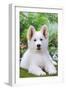 Swiss White Shepherd Dog-null-Framed Photographic Print