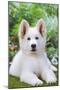 Swiss White Shepherd Dog-null-Mounted Photographic Print