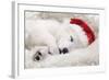 Swiss White Shepherd Dog-null-Framed Photographic Print