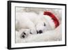 Swiss White Shepherd Dog-null-Framed Photographic Print