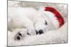 Swiss White Shepherd Dog-null-Mounted Photographic Print