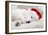 Swiss White Shepherd Dog-null-Framed Photographic Print