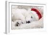 Swiss White Shepherd Dog-null-Framed Photographic Print