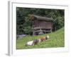 Switzerland, Bern Canton, Ballenberg, Dairy Cows and Cheese Storehouse-Jamie And Judy Wild-Framed Photographic Print