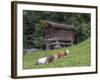Switzerland, Bern Canton, Ballenberg, Dairy Cows and Cheese Storehouse-Jamie And Judy Wild-Framed Photographic Print