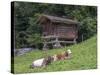 Switzerland, Bern Canton, Ballenberg, Dairy Cows and Cheese Storehouse-Jamie And Judy Wild-Stretched Canvas