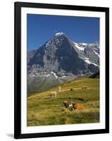 Switzerland, Bern Canton, Mannlichen Area, Swiss Cows , Background-Jamie And Judy Wild-Framed Photographic Print