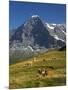 Switzerland, Bern Canton, Mannlichen Area, Swiss Cows , Background-Jamie And Judy Wild-Mounted Photographic Print