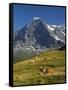 Switzerland, Bern Canton, Mannlichen Area, Swiss Cows , Background-Jamie And Judy Wild-Framed Stretched Canvas