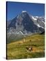 Switzerland, Bern Canton, Mannlichen Area, Swiss Cows , Background-Jamie And Judy Wild-Stretched Canvas