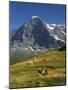 Switzerland, Bern Canton, Mannlichen Area, Swiss Cows , Background-Jamie And Judy Wild-Mounted Photographic Print
