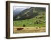 Switzerland, Bern Canton, Murren, Cows Grazing in Alpine Pastures-Jamie And Judy Wild-Framed Photographic Print