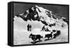 Switzerland - Dogsledding at Jungfraujoch-Lantern Press-Framed Stretched Canvas