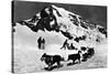 Switzerland - Dogsledding at Jungfraujoch-Lantern Press-Stretched Canvas