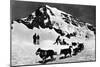 Switzerland - Dogsledding at Jungfraujoch-Lantern Press-Mounted Art Print