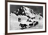 Switzerland - Dogsledding at Jungfraujoch-Lantern Press-Framed Art Print