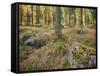 Switzerland, GraubŸnden (Canton), Val Roseg, Forest Floor, Rock, Larches-Rainer Mirau-Framed Stretched Canvas