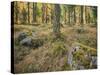 Switzerland, GraubŸnden (Canton), Val Roseg, Forest Floor, Rock, Larches-Rainer Mirau-Stretched Canvas