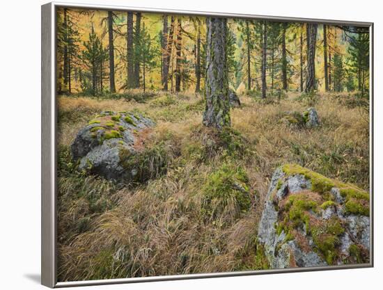 Switzerland, GraubŸnden (Canton), Val Roseg, Forest Floor, Rock, Larches-Rainer Mirau-Framed Photographic Print